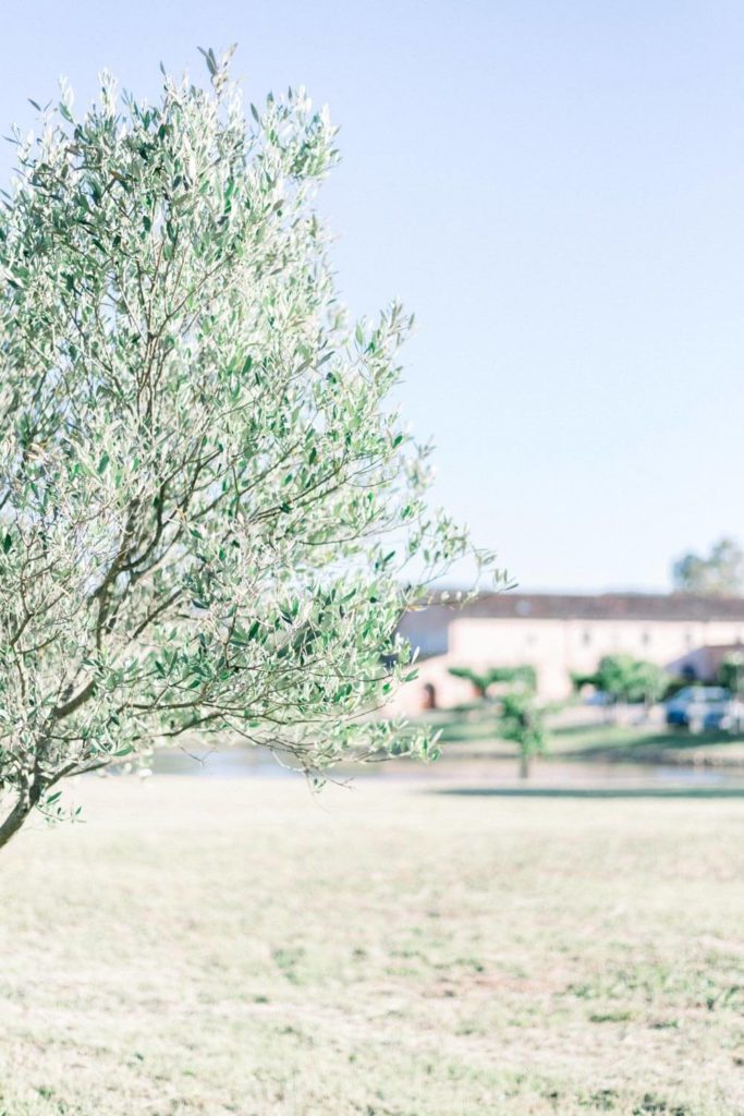 Olivier dans le parc du Chateau de Saint Julien d'Aille