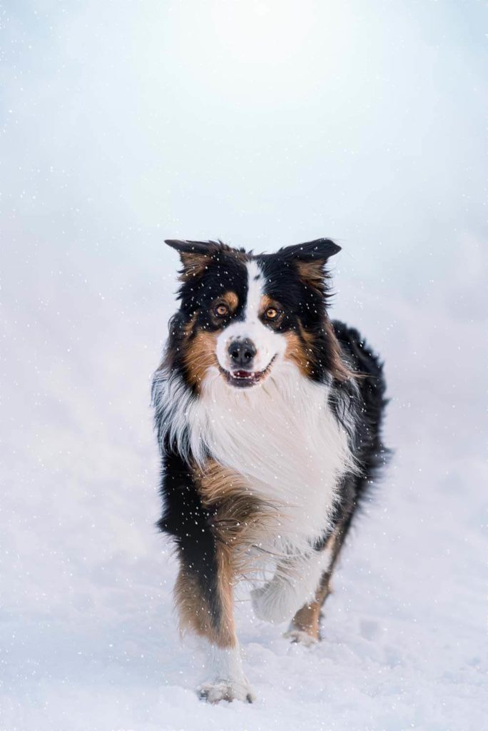 Photographie chien Montpellier