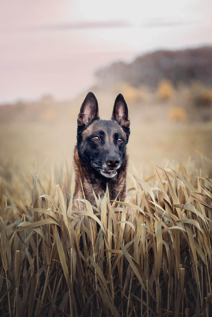 photographe chien montpellier