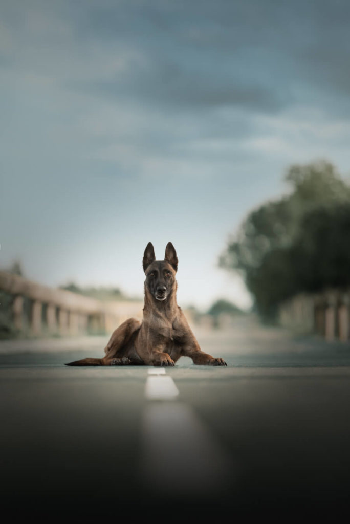 photographe animalier nimes