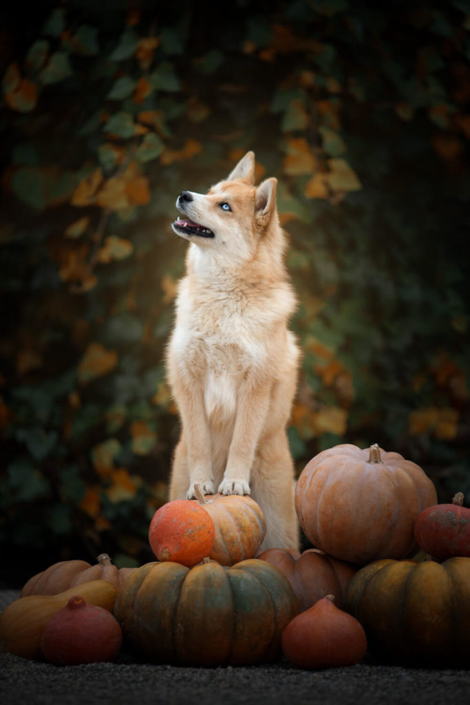 photographe animalier montpellier